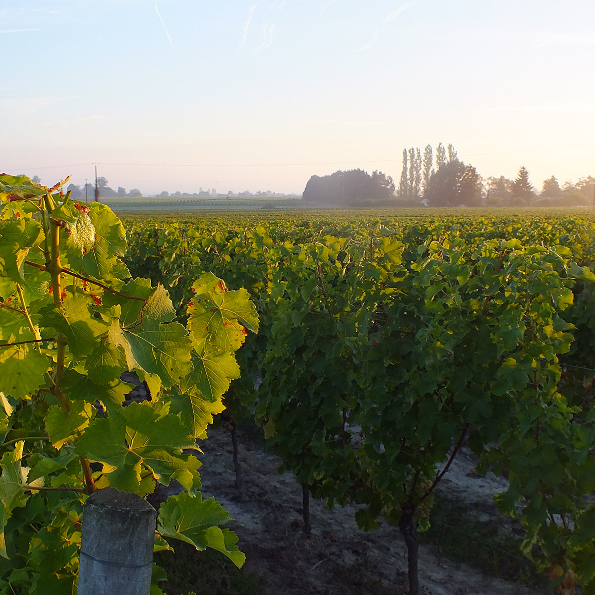 oenotourisme-chateau-clauzots-tach